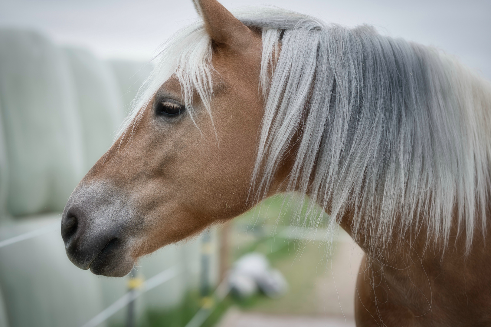 Haflinger III