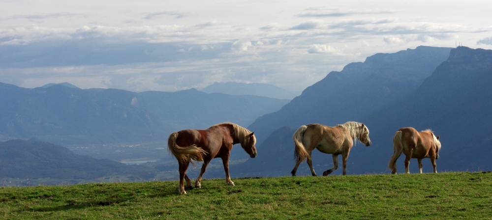 Haflinger im Gänsemarsch