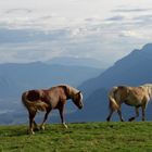 Haflinger im Gänsemarsch