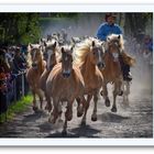 Haflinger im Galopp - 1