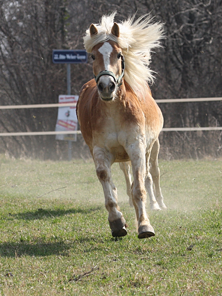 Haflinger im Galopp #2