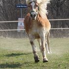 Haflinger im Galopp #2