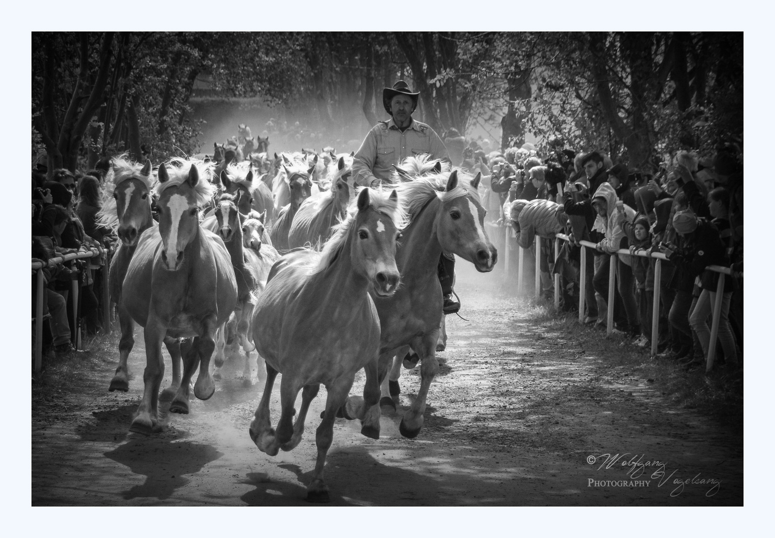 Haflinger im Galopp - 2