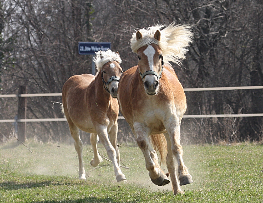 Haflinger im Galopp