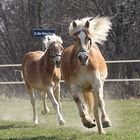 Haflinger im Galopp