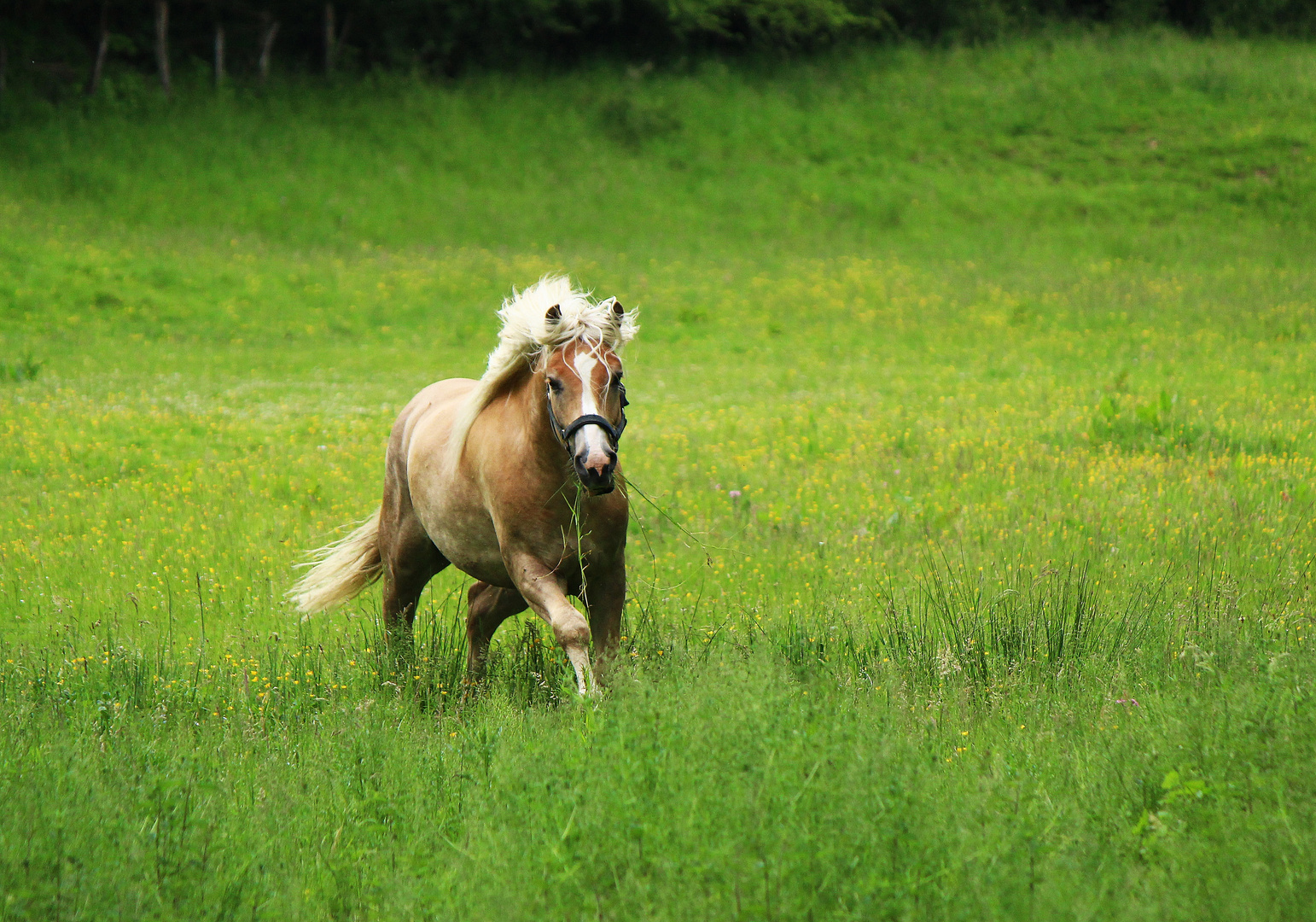 Haflinger im Galopp