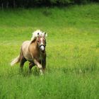 Haflinger im Galopp