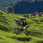 Haflinger im Gebirge