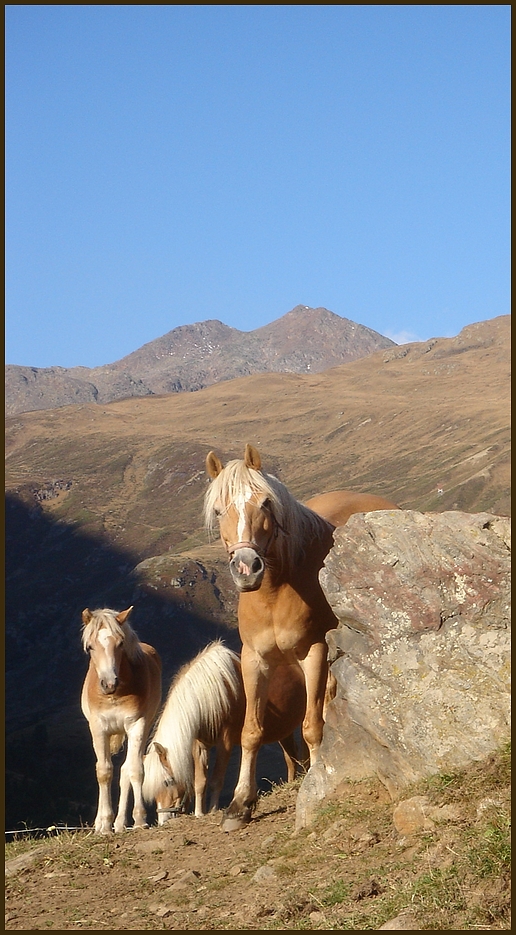 Haflinger im Gebirge