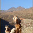 Haflinger im Gebirge