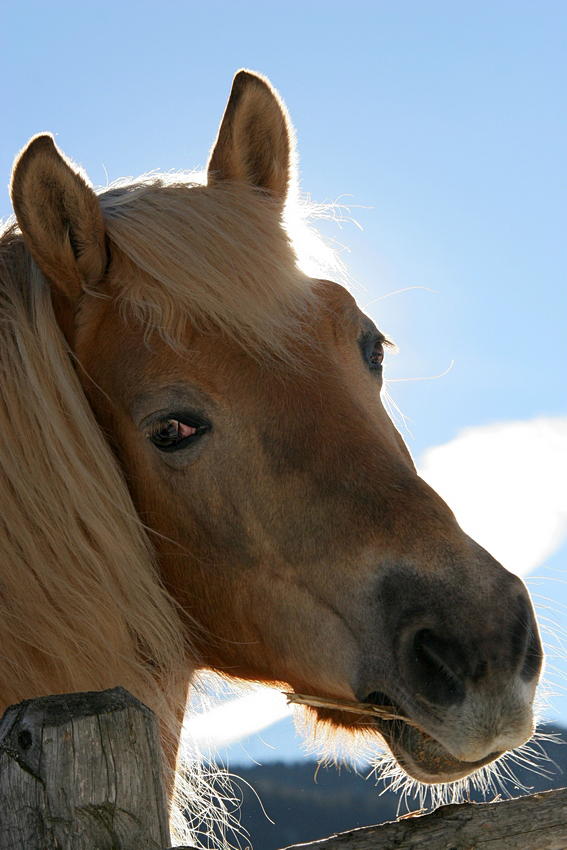 Haflinger im Gegenlicht