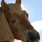 Haflinger im Gegenlicht