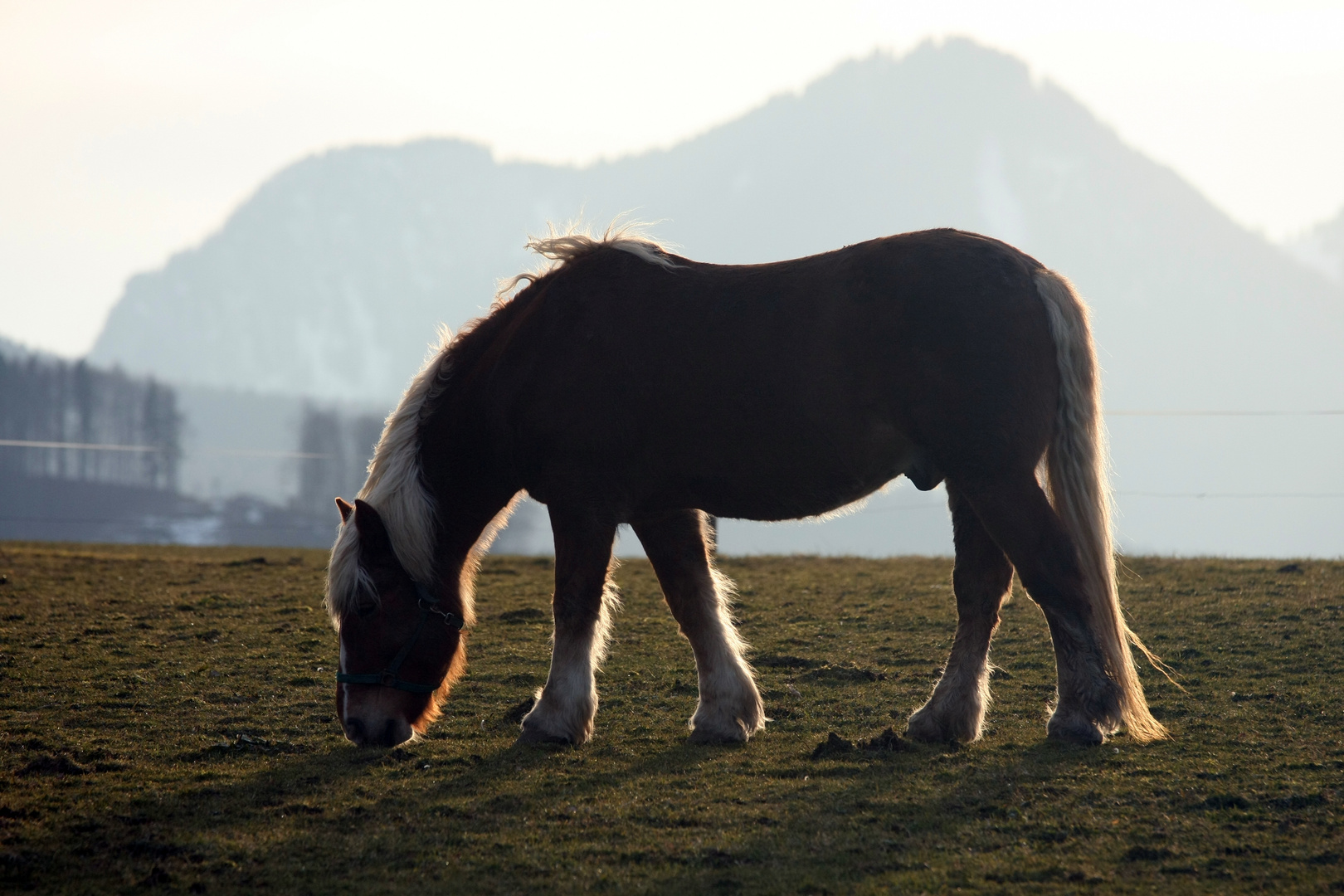 Haflinger im Gegenlicht