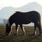 Haflinger im Gegenlicht