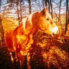 Haflinger im Herbst 