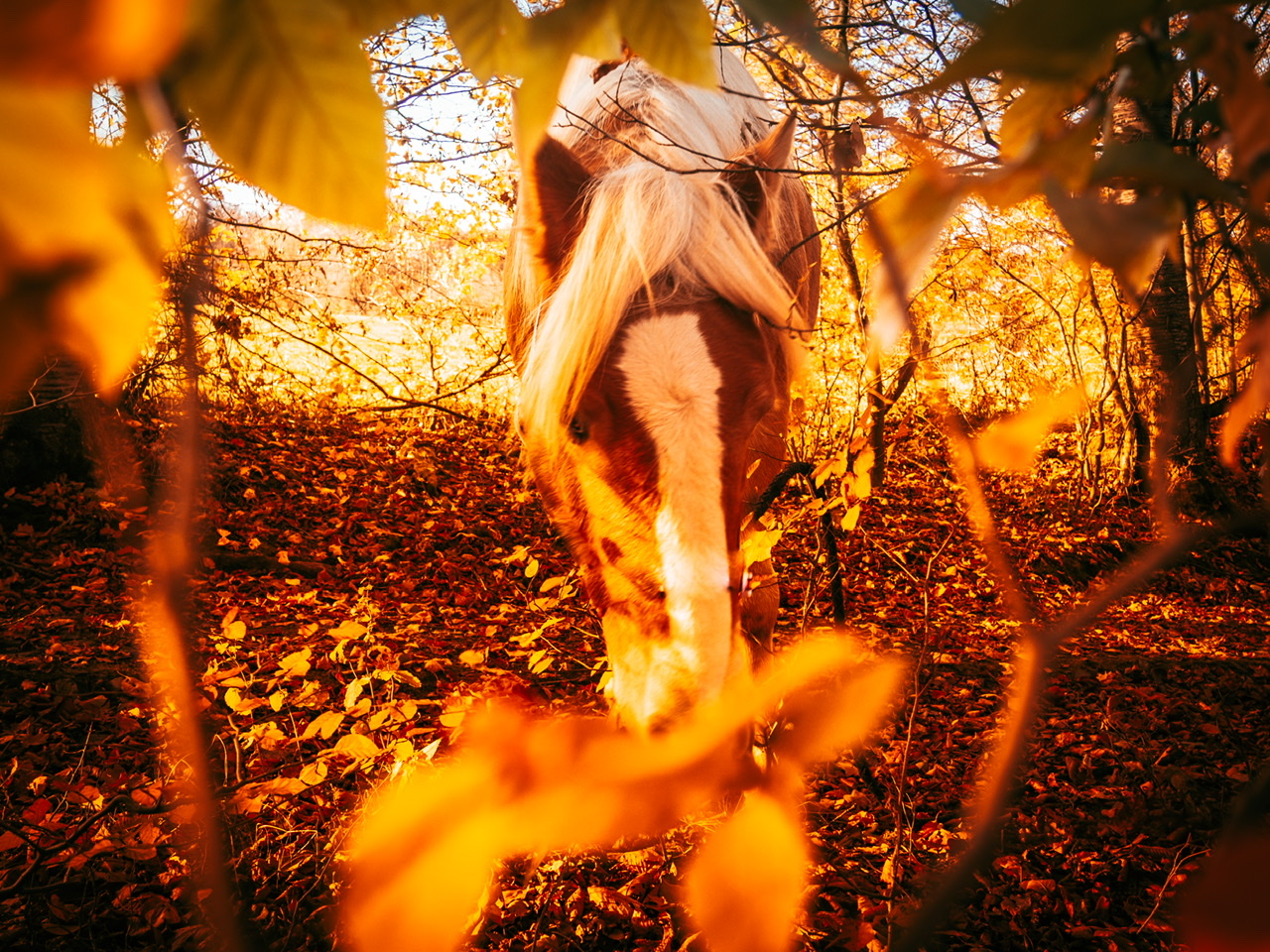 Haflinger im Herbst 