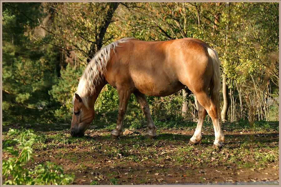 Haflinger im Herbstlicht