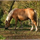 Haflinger im Herbstlicht