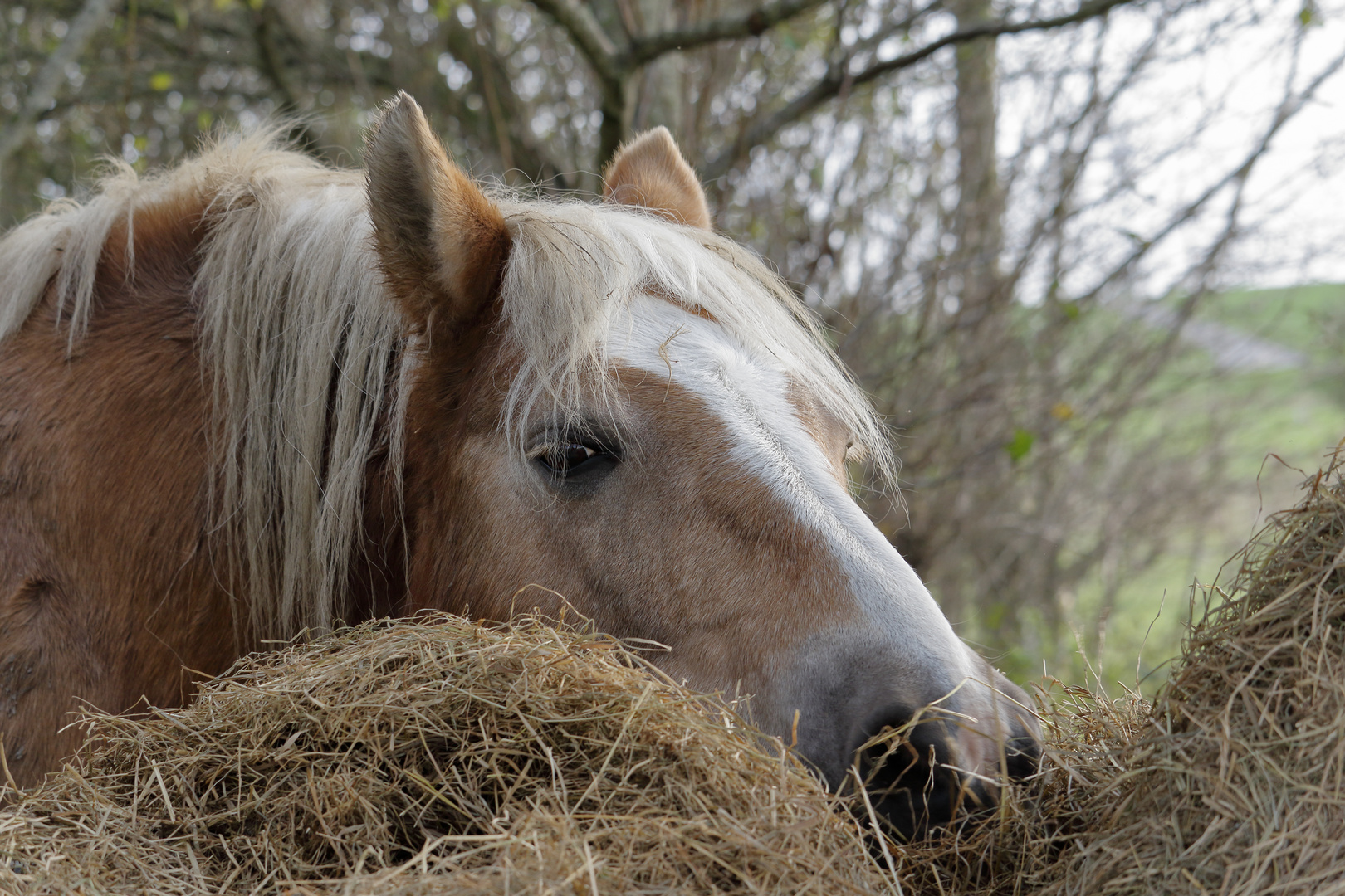 Haflinger im Heu