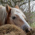 Haflinger im Heu