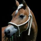 Haflinger im Portrait