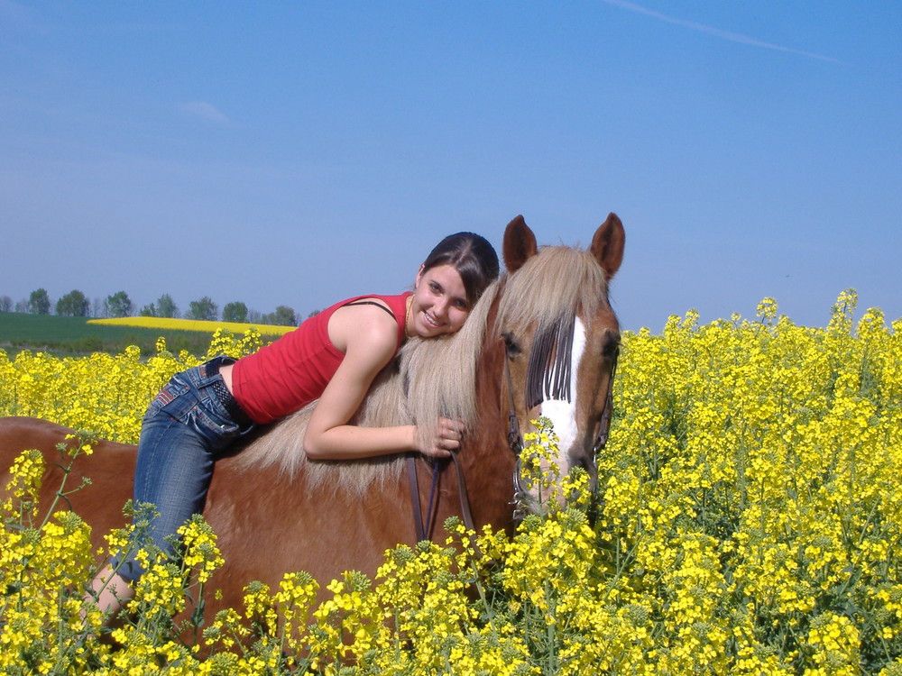 Haflinger im Rapsfeld 2007