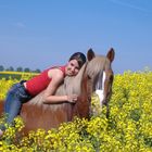 Haflinger im Rapsfeld 2007