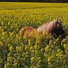 Haflinger im Rapsfeld