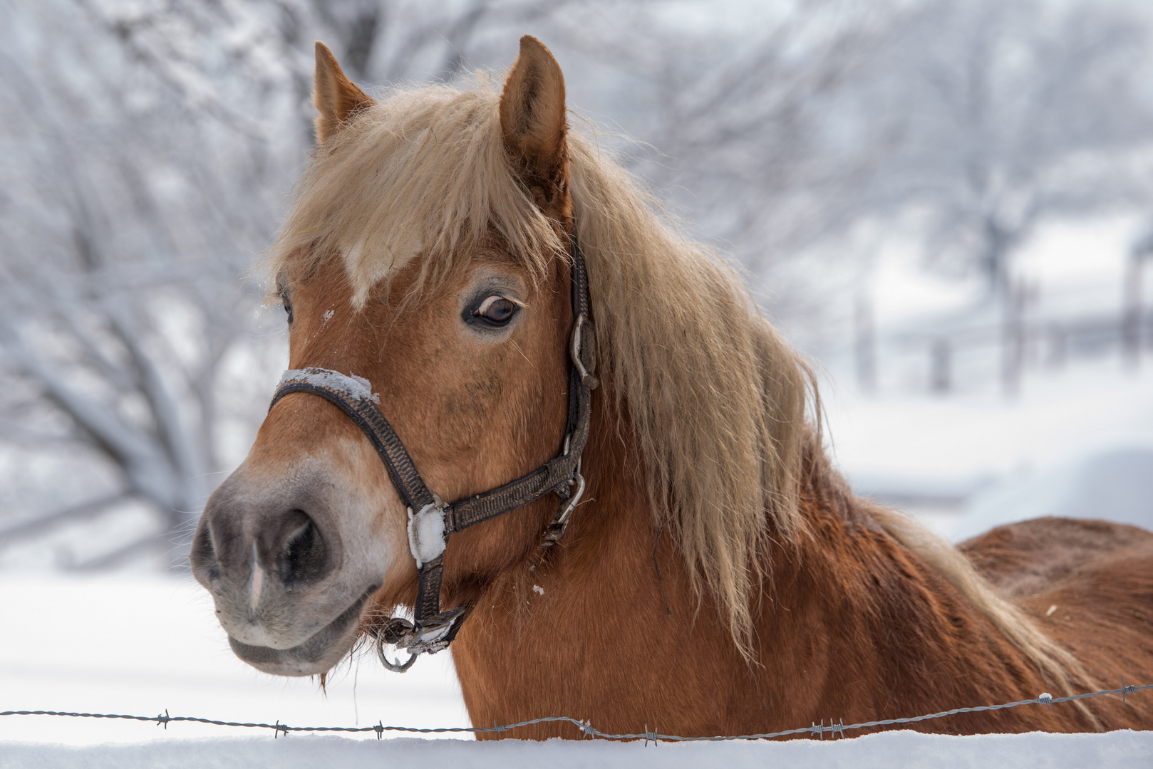 Haflinger im Schnee