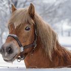 Haflinger im Schnee