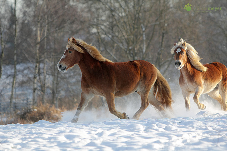 Haflinger im Schnee