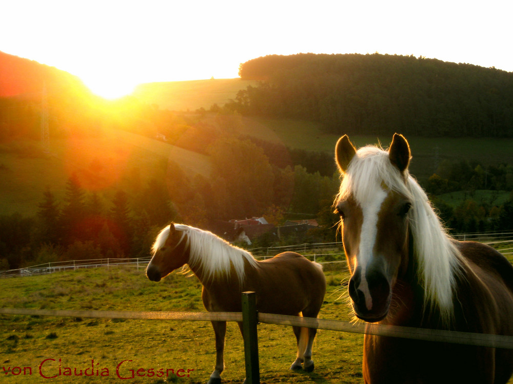 Haflinger im Sonnenaufgang