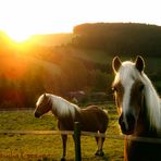 Haflinger im Sonnenaufgang