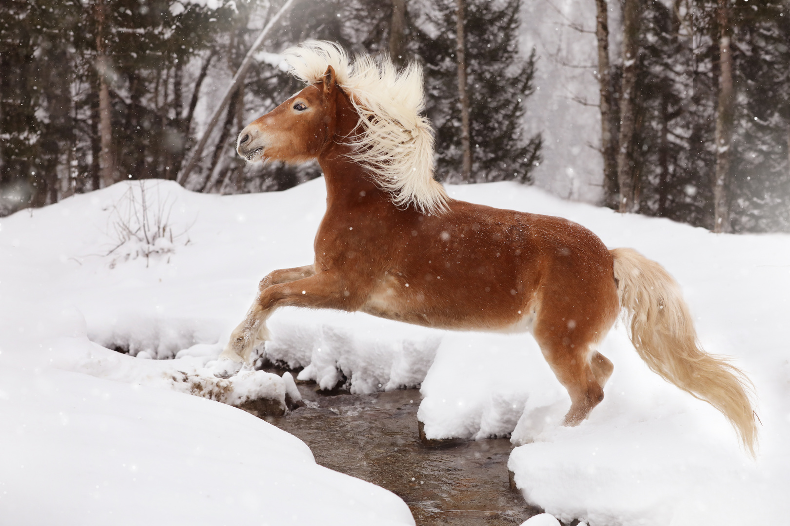 Haflinger im Sprung