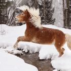 Haflinger im Sprung