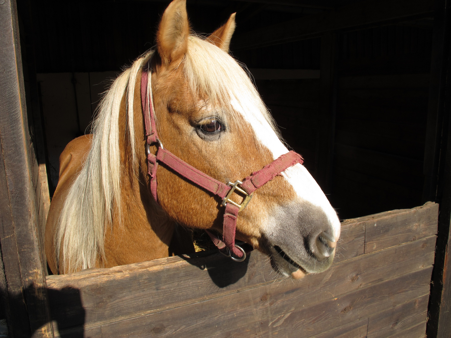 Haflinger im Stall