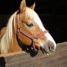 Haflinger im Stall