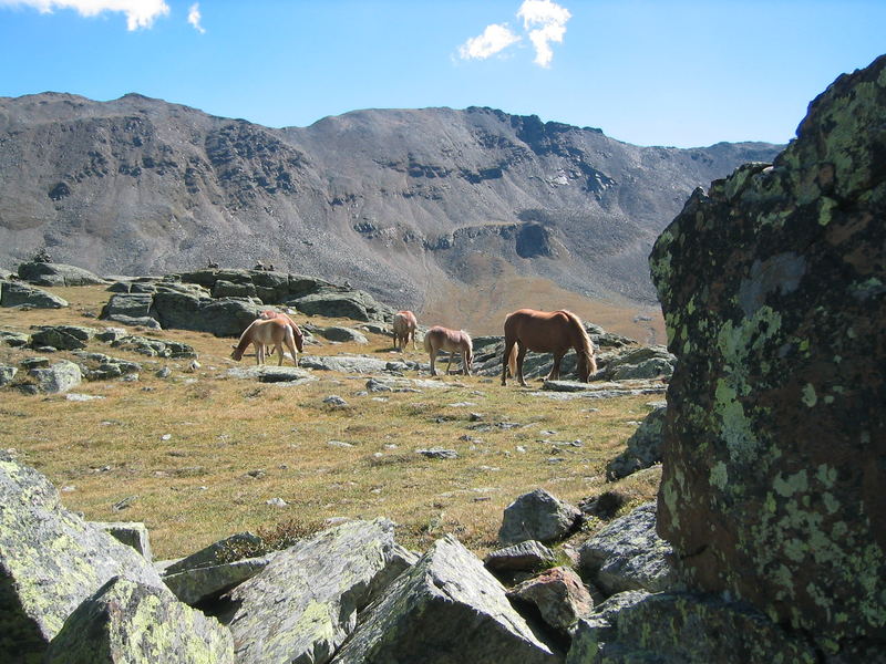 Haflinger im Ultental