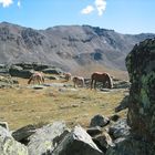 Haflinger im Ultental