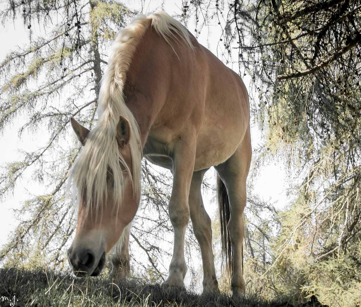 Haflinger im Wald