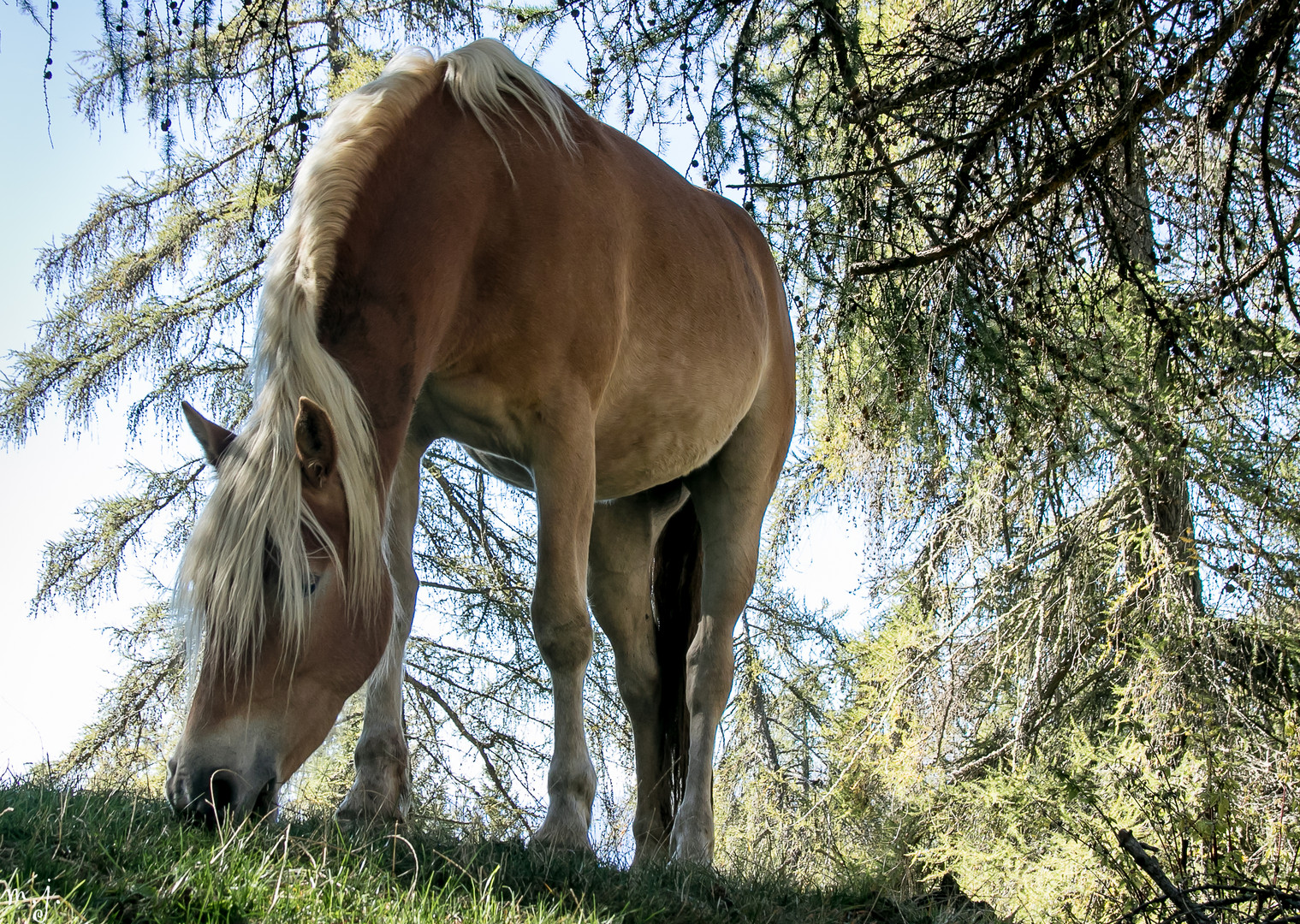 Haflinger im Wald