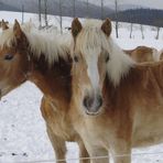 Haflinger im Winter