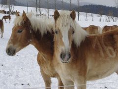 Haflinger im Winter