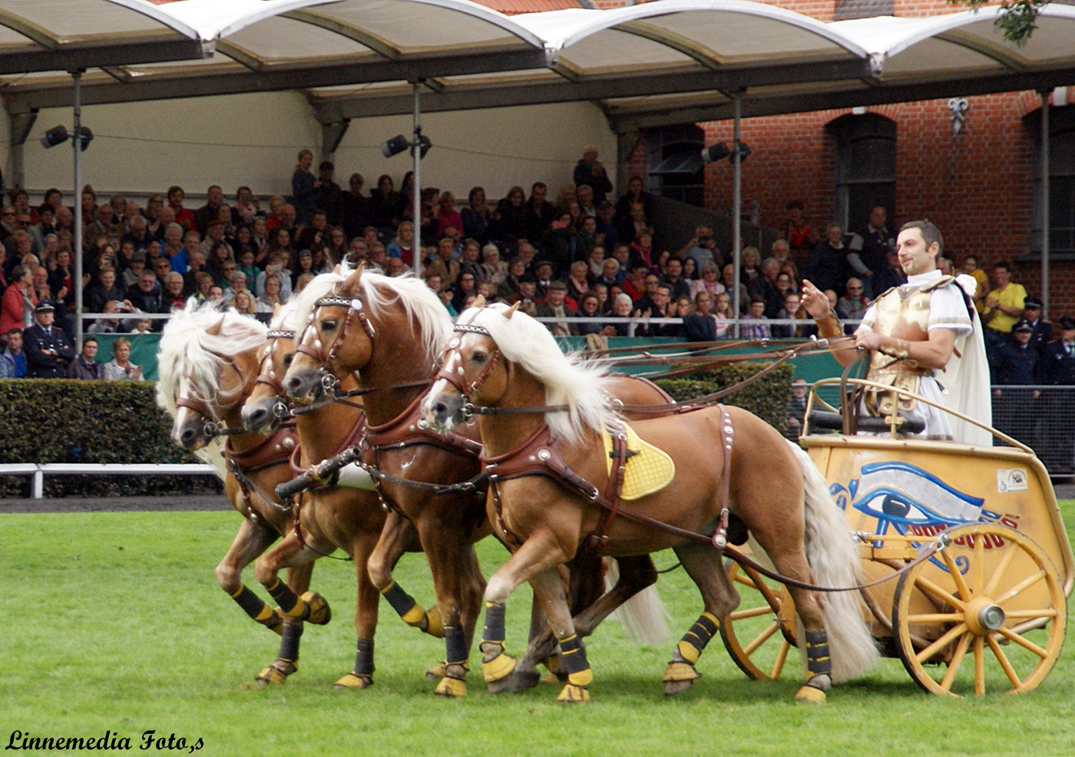 Haflinger   in Celle  .Quadriga