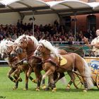 Haflinger   in Celle  .Quadriga