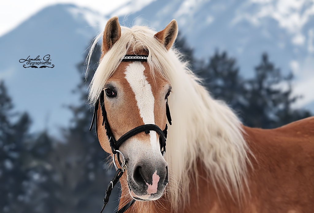 Haflinger in den Tiroler Bergen