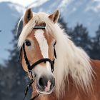 Haflinger in den Tiroler Bergen