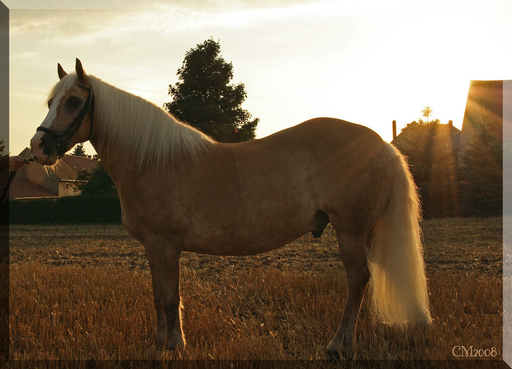 Haflinger in der Abendsonne