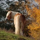 Haflinger in der Herbstlichtung