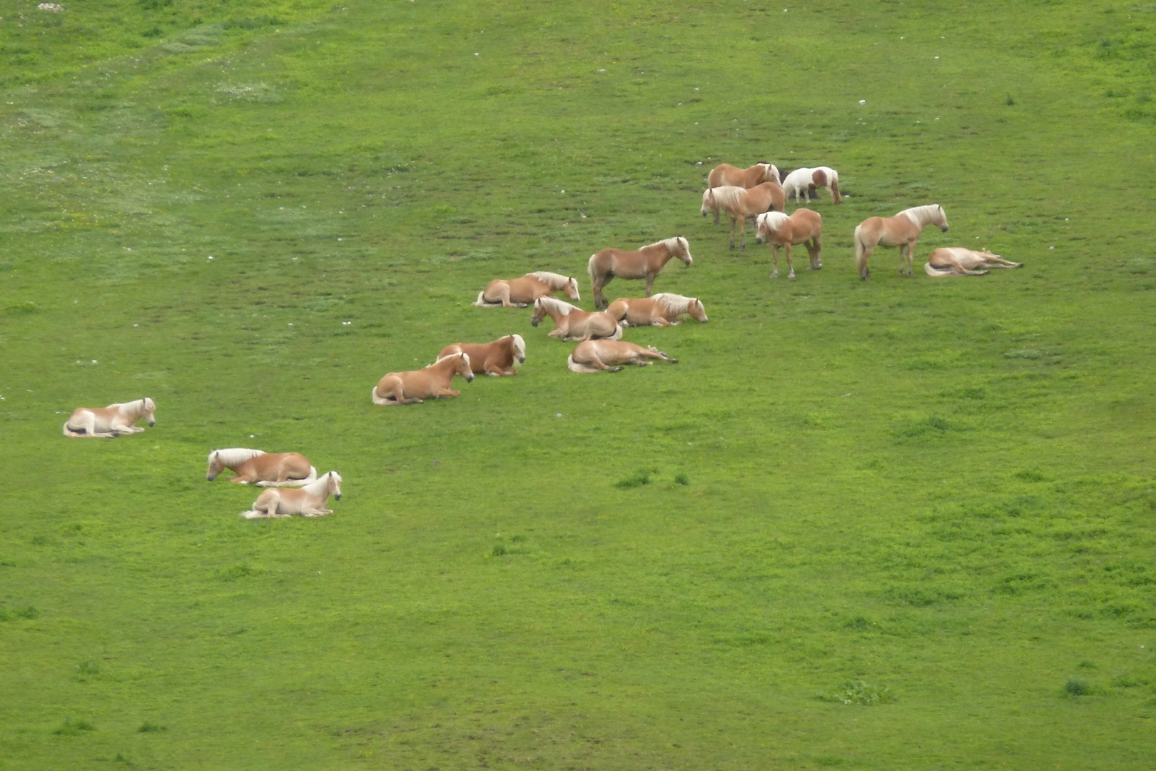 Haflinger in freier Natur !!!  in 2.242 m   ( E 5 )